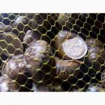 Маточне стадо равлик helix aspersa muller
