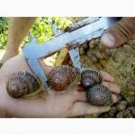 Маточне стадо равлик helix aspersa muller