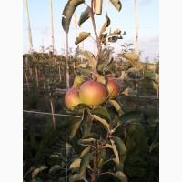 Продам саджанці кроновані сорт (Голден, Фуджи)