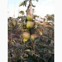 Продам саджанці кроновані сорт (Голден, Фуджи)