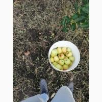 Продам яблоки Орион и Розелла