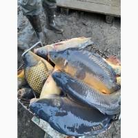 Зарыбок карпа! Продам с доставкой