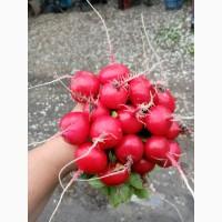 Продам редиску сорт Адель