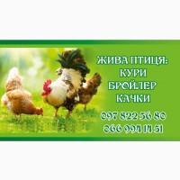 Продам бройлер добовий і підрощений