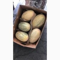 Продам дыню