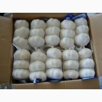 Garlic, Garlic, GARLIC. worlwide sales +4536992142