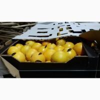 Продам мандарини та фрукти