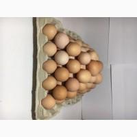 Продам Куриное Инкубационное Яйцо