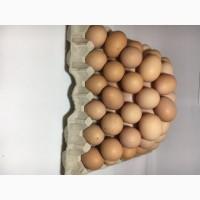 Продам Куриное Инкубационное Яйцо