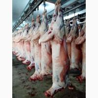 Туша барана морожена з Монголії