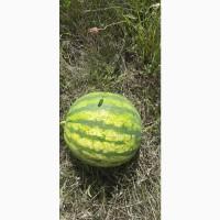 Продам арбуз