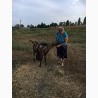 Продам англо-нубийского чистопородистого козла