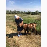 Продам англо-нубийского чистопородистого козла