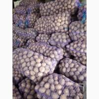 Продам насіневу картоплю