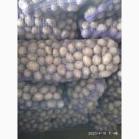 Продам насіневу картоплю