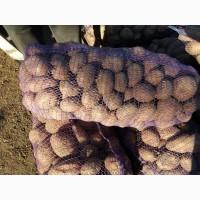 Продам картофель