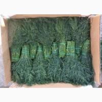 Продам зелень Укроп, Петрушка, руккола, шпинат, щавель, базилик, салаты, розмарин, тимьян