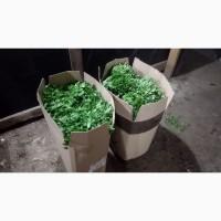 Продам зелень Укроп, Петрушка, руккола, шпинат, щавель, базилик, салаты, розмарин, тимьян
