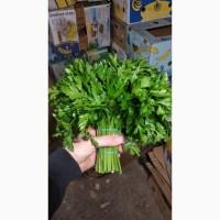 Продам зелень Укроп, Петрушка, руккола, шпинат, щавель, базилик, салаты, розмарин, тимьян