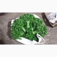 Продам зелень Укроп, Петрушка, руккола, шпинат, щавель, базилик, салаты, розмарин, тимьян