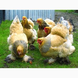 Інкубаційне яйце, курчата, Брама темна, колумбійське золото, ізабелла