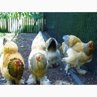 Інкубаційне яйце, курчата, Брама темна, колумбійське золото, ізабелла