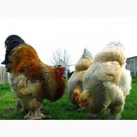 Інкубаційне яйце, курчата, Брама темна, колумбійське золото, ізабелла