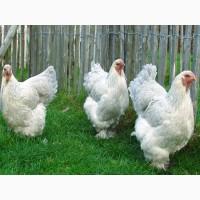 Інкубаційне яйце, курчата, Брама темна, колумбійське золото, ізабелла