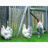 Інкубаційне яйце, курчата, Брама темна, колумбійське золото, ізабелла