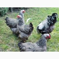 Інкубаційне яйце, курчата, Брама темна, колумбійське золото, ізабелла