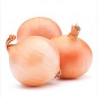 Купим лук на экспорт