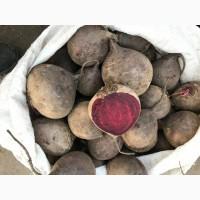Продам буряк сладкий сетевого качества есть обьем