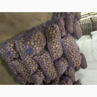 Продам картоплю