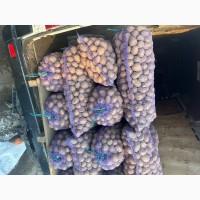 Продам картоплю