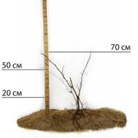 Саджанці винограду Академік - 2-річний