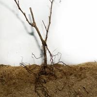 Саджанці винограду Академік - 2-річний