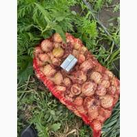 Продам цибулю