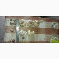 Клони часника Любаша. В наявності є перша та друга репродукції, однозубка
