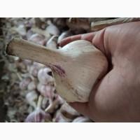 Продам товарний часник сорту любаша
