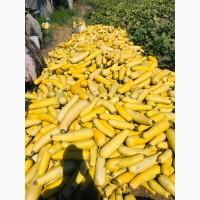 Продам кабачки на кабачкову ікру