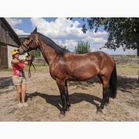 Продається кобила УВП 2007р.н