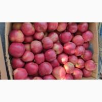 Продам яблука сорт Гала Венус