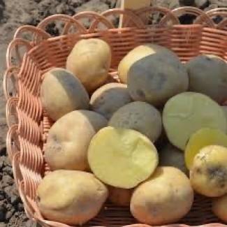 Посадкова картопля Рів’єра Харківська область купити з доставкою, роздріб від 10 кг