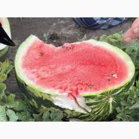 Продам дуже солодкий кавун Продюсер