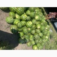 Продам дуже солодкий кавун Продюсер