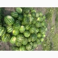 Продам дуже солодкий кавун Продюсер