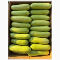 Продам кабачок (дрібний опт)