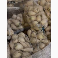 Продам редис Мюнхен Бир
