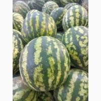 Продам кавун сорт Продюсер