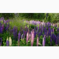 Продам люпин 380 т, Житомирська обл, Житомир